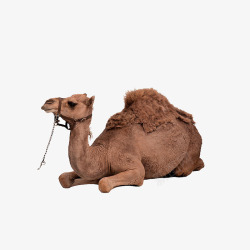 趴着的骆驼素材