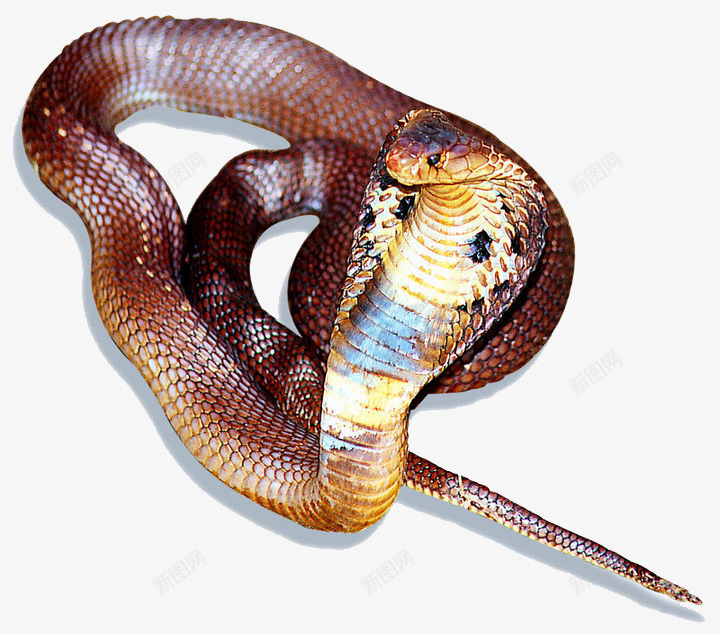 眼镜蛇动物png免抠素材_新图网 https://ixintu.com 动物 爬行动物 生物 眼镜蛇 蛇类
