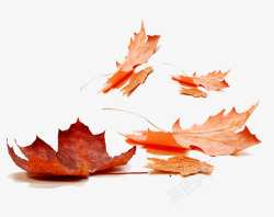 红色秋季落叶素材