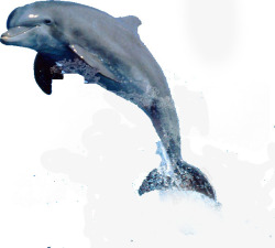飞跃海豚动物装扮招聘素材