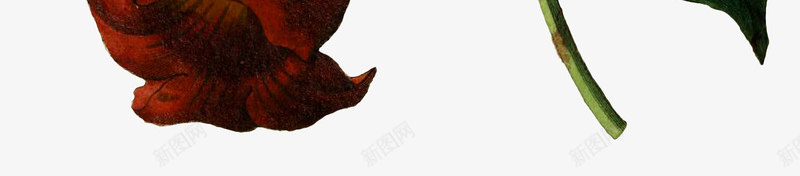绿叶上的红花png免抠素材_新图网 https://ixintu.com 叶子 植物 矢量植物 矢量花朵 红色的花 红花 绿叶 绿植 花朵