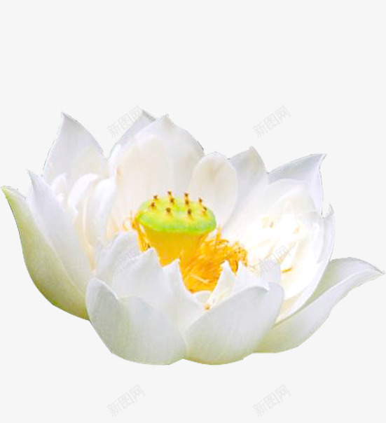 单独的白色睡莲png免抠素材_新图网 https://ixintu.com 单个 白色 睡莲 黄色