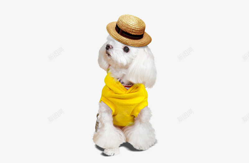 戴帽子的贵宾png免抠素材_新图网 https://ixintu.com 狗狗衣服 狗衣服 穿着衣服的狗 穿衣服的小狗