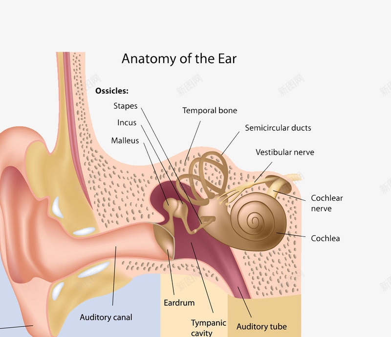 耳朵png免抠素材_新图网 https://ixintu.com 人体器官 人体组织 喉 耳 耳朵 耳鼻喉 高清免扣 鼻