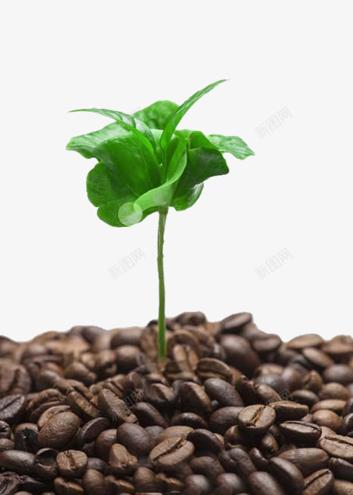 咖啡树芽png免抠素材_新图网 https://ixintu.com 咖啡树 咖啡豆 嫩芽 树叶 树苗 植物