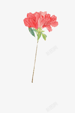 康乃馨免费下载手绘水彩插画母亲节花朵粉色康乃高清图片
