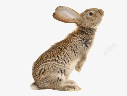 灰兔子png免抠素材_新图网 https://ixintu.com 兔子动物PNG素材 宠物 灰色 红眼睛 长耳朵