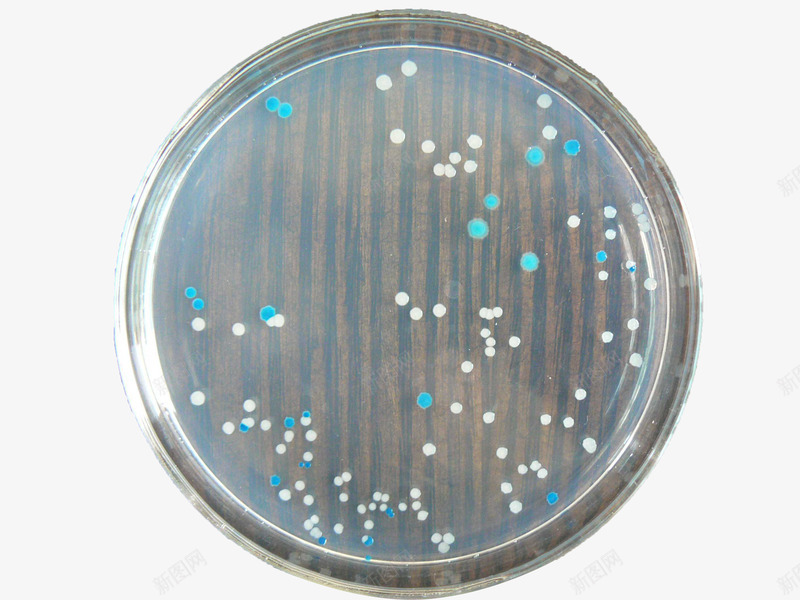 大肠杆菌png免抠素材_新图网 https://ixintu.com 大肠杆菌 实物 微生物