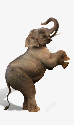 非洲森林象素材可爱非洲小象高清图片