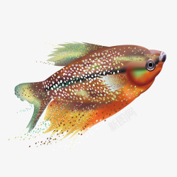 装饰图片鱼类斑点热带鱼高清图片