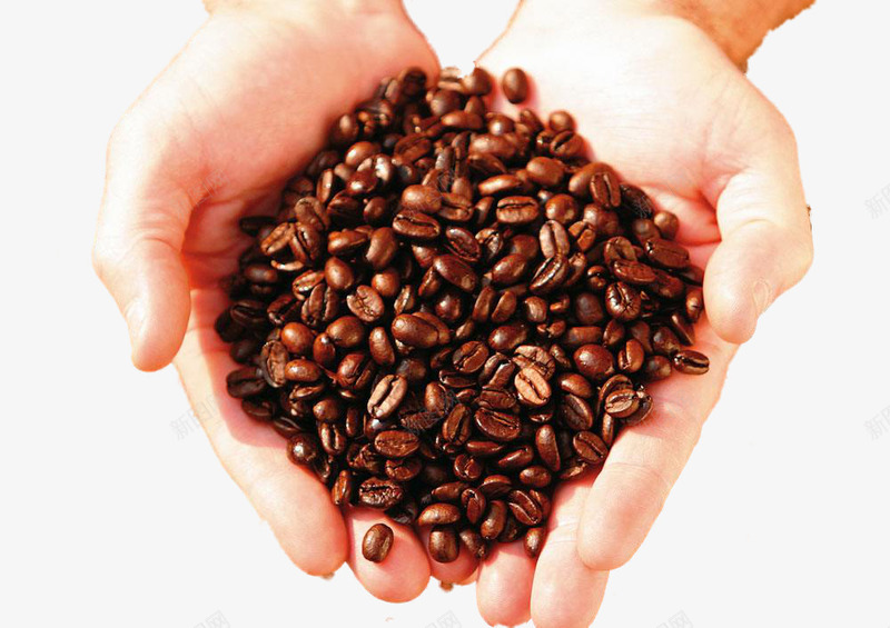 捧在手心的咖啡豆png免抠素材_新图网 https://ixintu.com 公益 咖啡 手心 捧在手心 环境
