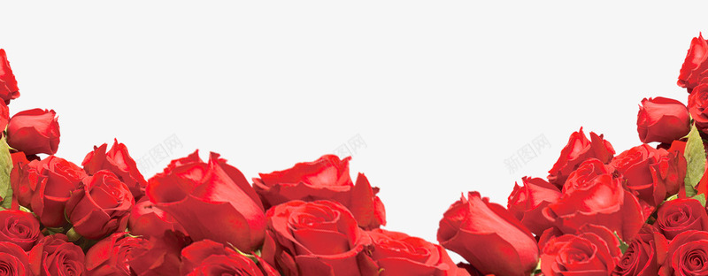 喜庆红色玫瑰装饰花朵psd免抠素材_新图网 https://ixintu.com 喜庆 底部装饰 玫瑰 玫瑰花 红色 背景 花朵 装饰