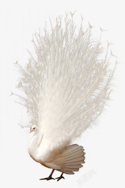 开屏的孔雀白色孔雀开屏尾巴羽毛高清图片