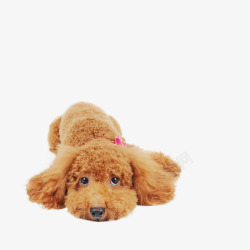 坐着的狗狗狗狗宠物泰迪狗狗躺透明高清图片