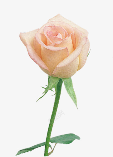 粉色玫瑰png免抠素材_新图网 https://ixintu.com 一支 怒放 玫瑰 粉色 花朵 鲜花