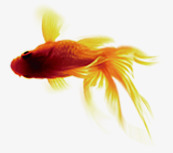 徜徉金鱼徜徉古典水生物高清图片