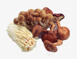 产品实物金针菇拌豆芽新鲜金针菇高清图片
