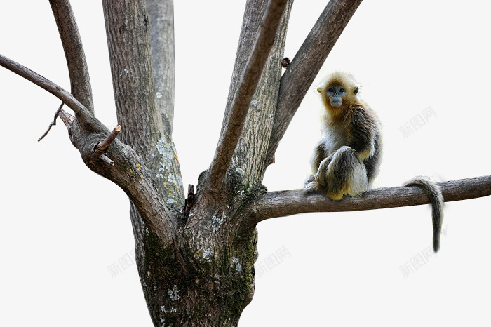 动物金丝猴png免抠素材_新图网 https://ixintu.com 动物 动物园 小猴 小猴子 枯树 树木 猴 猴子 素食动物 野生动物 金丝猴