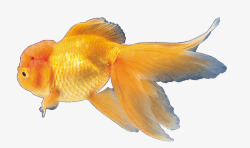 黄色的金鱼金鱼高清图片