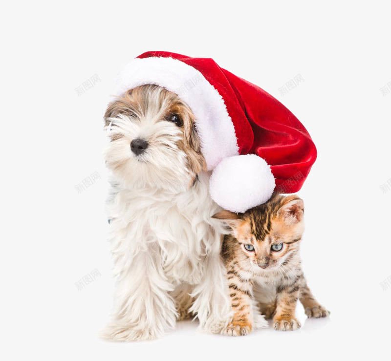 戴帽子的狗和猫png免抠素材_新图网 https://ixintu.com 圣诞帽 宠物狗 猫咪 红色