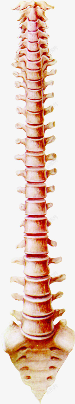人体脊柱骨医疗素材