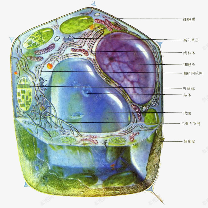 手绘生物医学细胞图示png免抠素材_新图网 https://ixintu.com 医学细胞 生物 研究 科研 细胞 结构