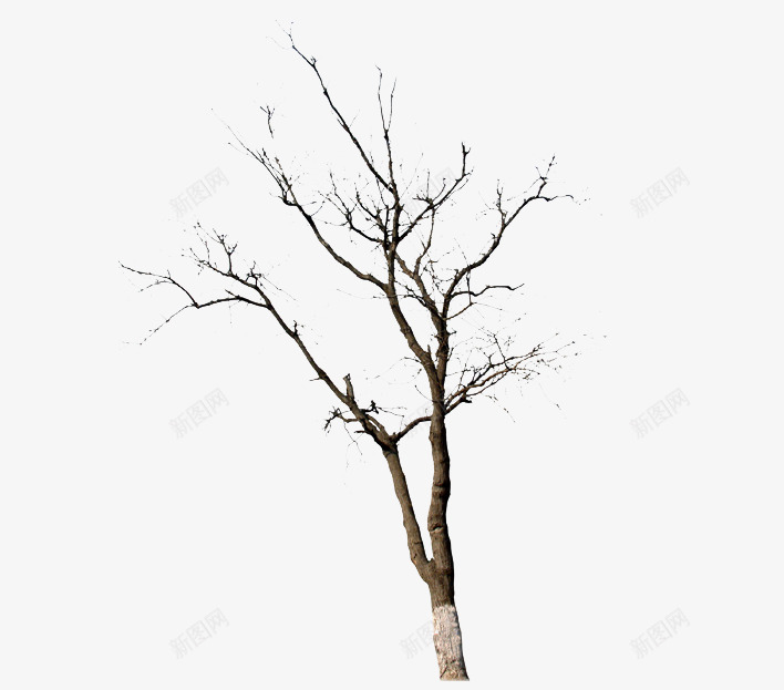 冬天的树枝树干png免抠素材_新图网 https://ixintu.com 鍐 鏍戝共 鏍戞灊