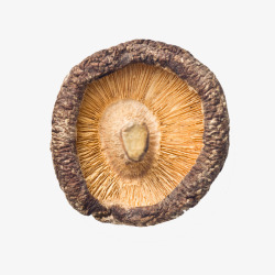 干香菇免抠素材一个干香菇高清图片