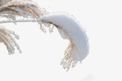 积雪树枝素材