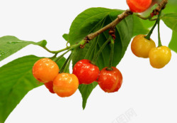 摘水果的小孩红色樱桃树枝高清图片