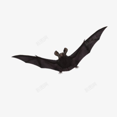 飞行中的蝙蝠png免抠素材_新图网 https://ixintu.com 动漫 卡通有趣 大自然 教学用途 生物 蝙蝠 飞行