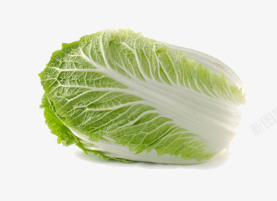一颗圆白菜png免抠素材_新图网 https://ixintu.com 新鲜 素菜 营养 蔬菜