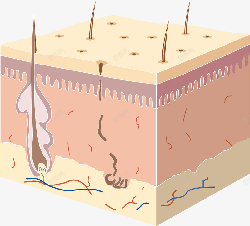 毛发细胞png免抠素材_新图网 https://ixintu.com 医学 医疗 知识 粉色