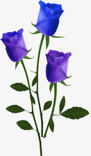 蓝玫瑰png免抠素材_新图网 https://ixintu.com 玫瑰花 花朵 蓝玫瑰花瓣 蓝色玫瑰花 鲜花
