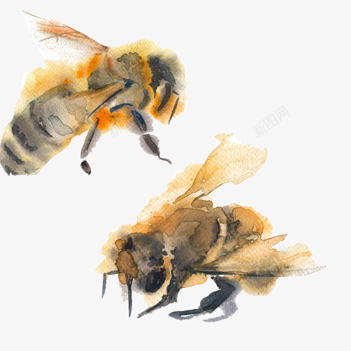 蜜蜂水彩画片png免抠素材_新图网 https://ixintu.com 昆虫 水彩画 蜂类 蜜蜂 蜜蜂采蜜