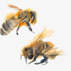 蜜蜂水彩画片素材