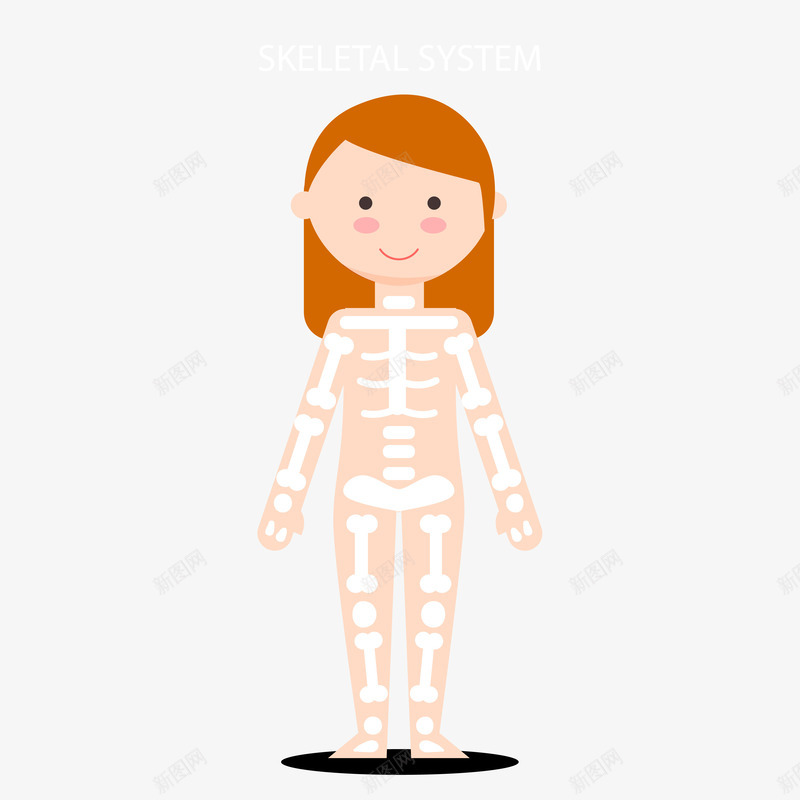 生物结构图png免抠素材_新图网 https://ixintu.com 女孩身体示意图 女孩身体结构图 站着的女孩 结构图