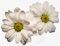 两朵白色小雏菊素材