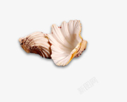 海边贝壳贝壳高清图片