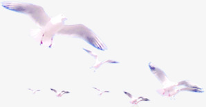 展翅飞翔的一群海鸥png免抠素材_新图网 https://ixintu.com 展翅 海鸥 飞翔