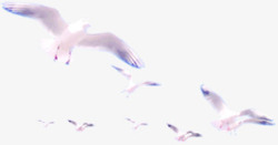展翅飞翔的一群海鸥素材
