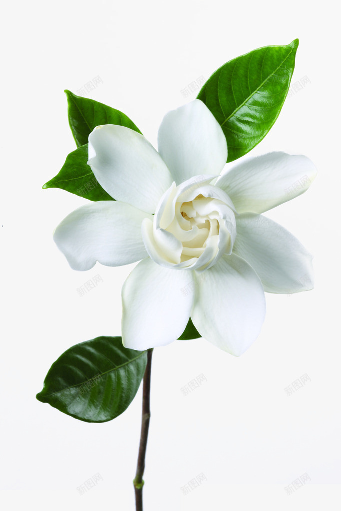 白色栀子花png免抠素材_新图网 https://ixintu.com 栀子花 白色 绿叶 花朵