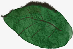 手绘春季绿色树叶装饰素材