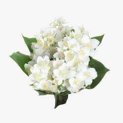 白色茉莉茉莉花束高清图片