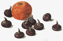 柑橙和孛荠手绘画作素材