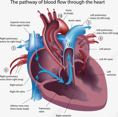 详细分析的心脏图矢量图图标图标