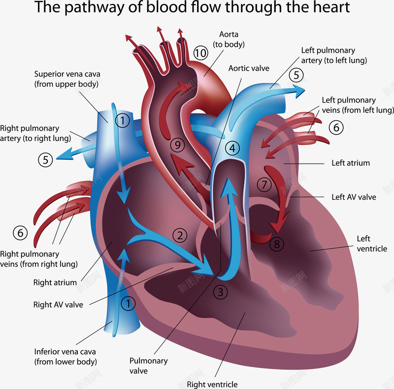 详细分析的心脏图矢量图图标ai_新图网 https://ixintu.com 创意 商务 心脏图 心脏抽象示意图 技术 标记 矢量图 英文 装饰