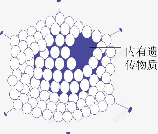 腺病毒示意图png免抠素材_新图网 https://ixintu.com 生物教学 生物科技 示意图 细胞结构 腺病毒