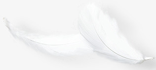 两朵纯白色羽毛png免抠素材_新图网 https://ixintu.com 两朵 白色 羽毛
