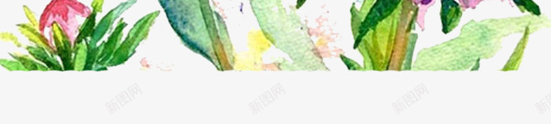 瓜叶菊的友谊png免抠素材_新图网 https://ixintu.com 叶子 手绘 植物 清新 瓜叶菊 花卉 花朵 菊花 鲜花
